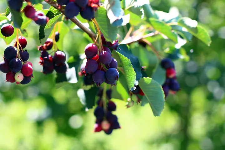 saskatoon berries